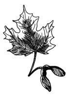 Maple