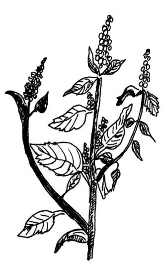 Common Amaranth, Eastern U.S.